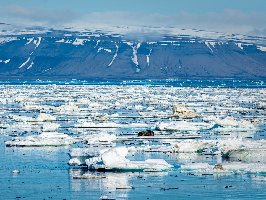 Рассылка «ПОРА в Арктику! GoArctic!» – выпуск от 14 июня 2025 года