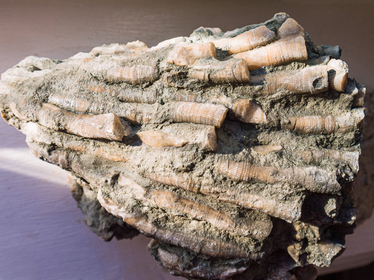Под Ухтой обнаружили кораллы возрастом в 360 миллионов лет?