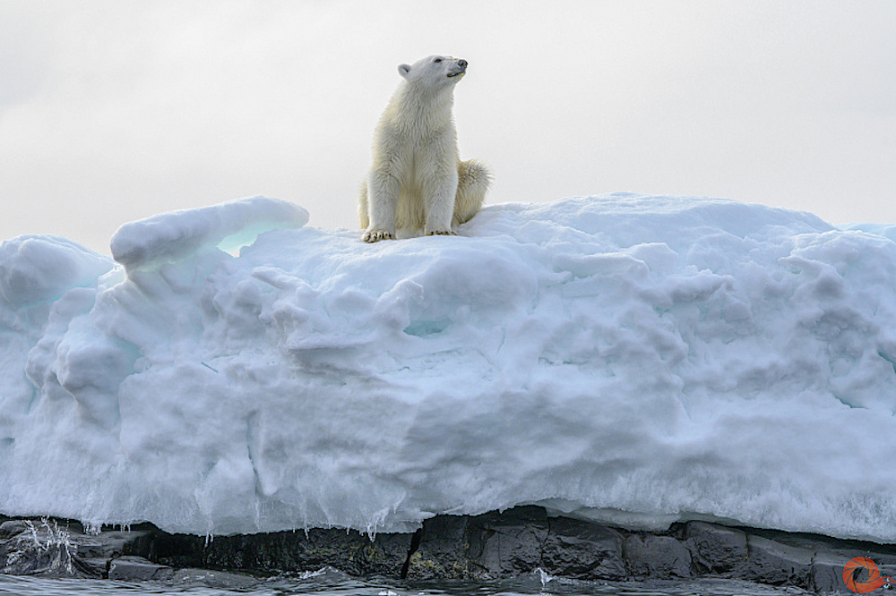 На фестивале «Первозданная Россия» в Москве, посвященном заповедным территориям, открылись выставки и пройдут экособытия