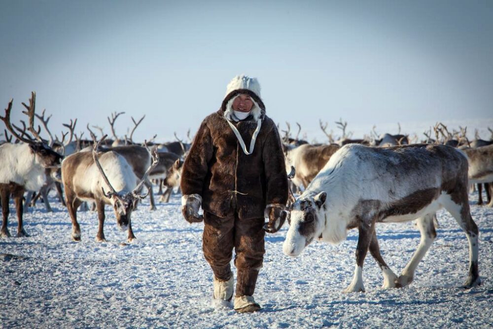 Поголовье домашних оленей в Якутии достигло 171 тысячи голов