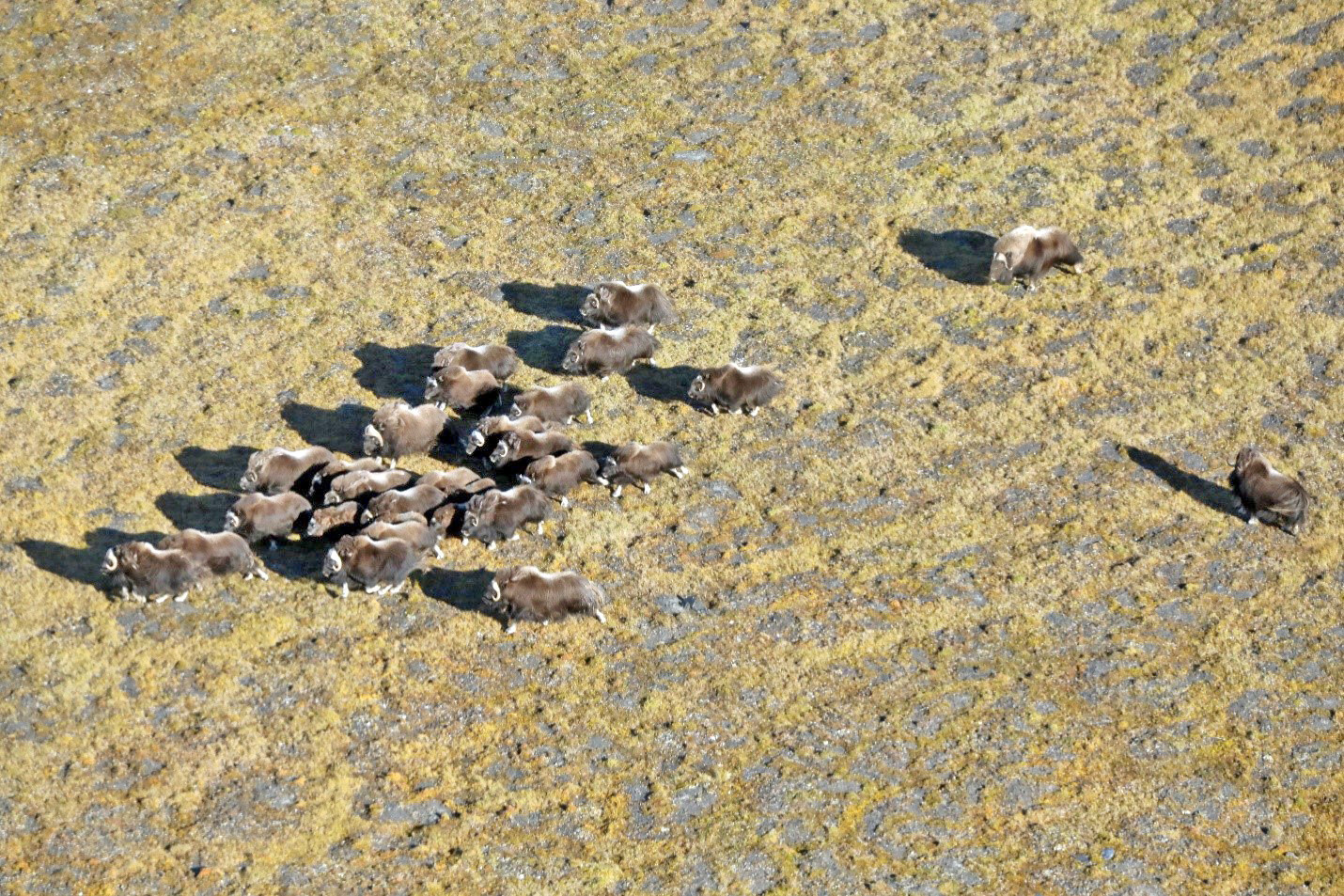 На таймырских овцебыков предлагают охотиться