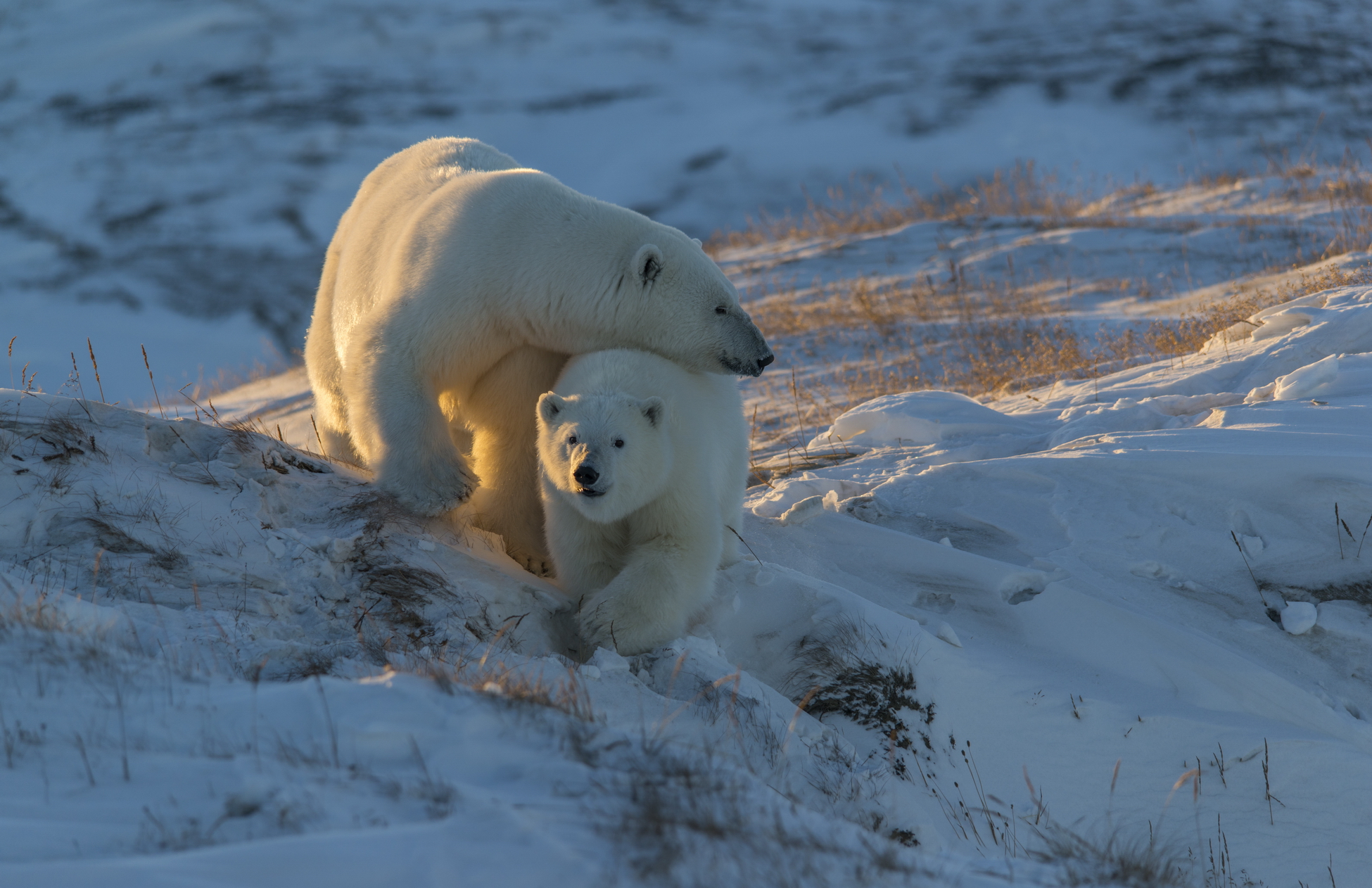 В Якутии ждут рождения гибридов белых и бурых медведей – GoArctic.ru –  Портал о развитии Арктики