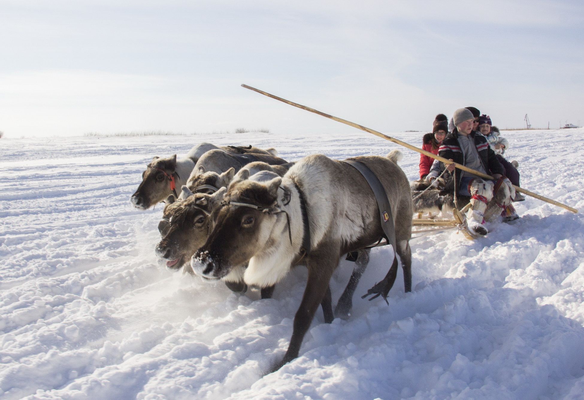 Программу «Молодой оленевод» распространили на всю территорию Якутии