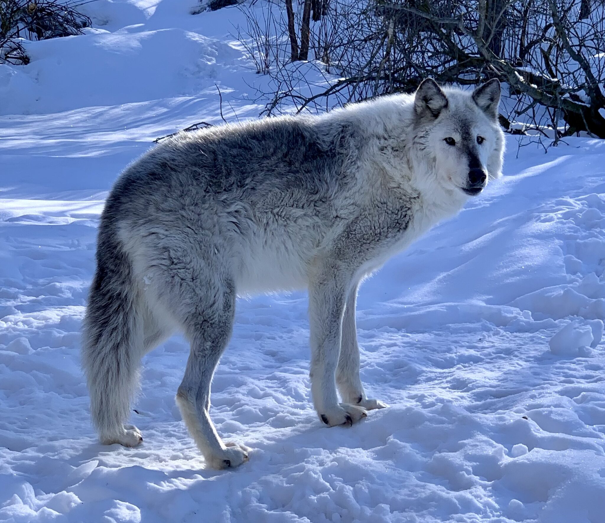 На Аляске с волчицей Винди познакомились 3 миллиона человек  