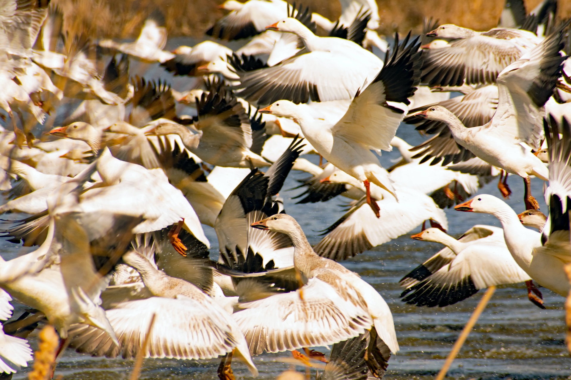 В канадской Арктике призывают к неограниченной добыче белых гусей