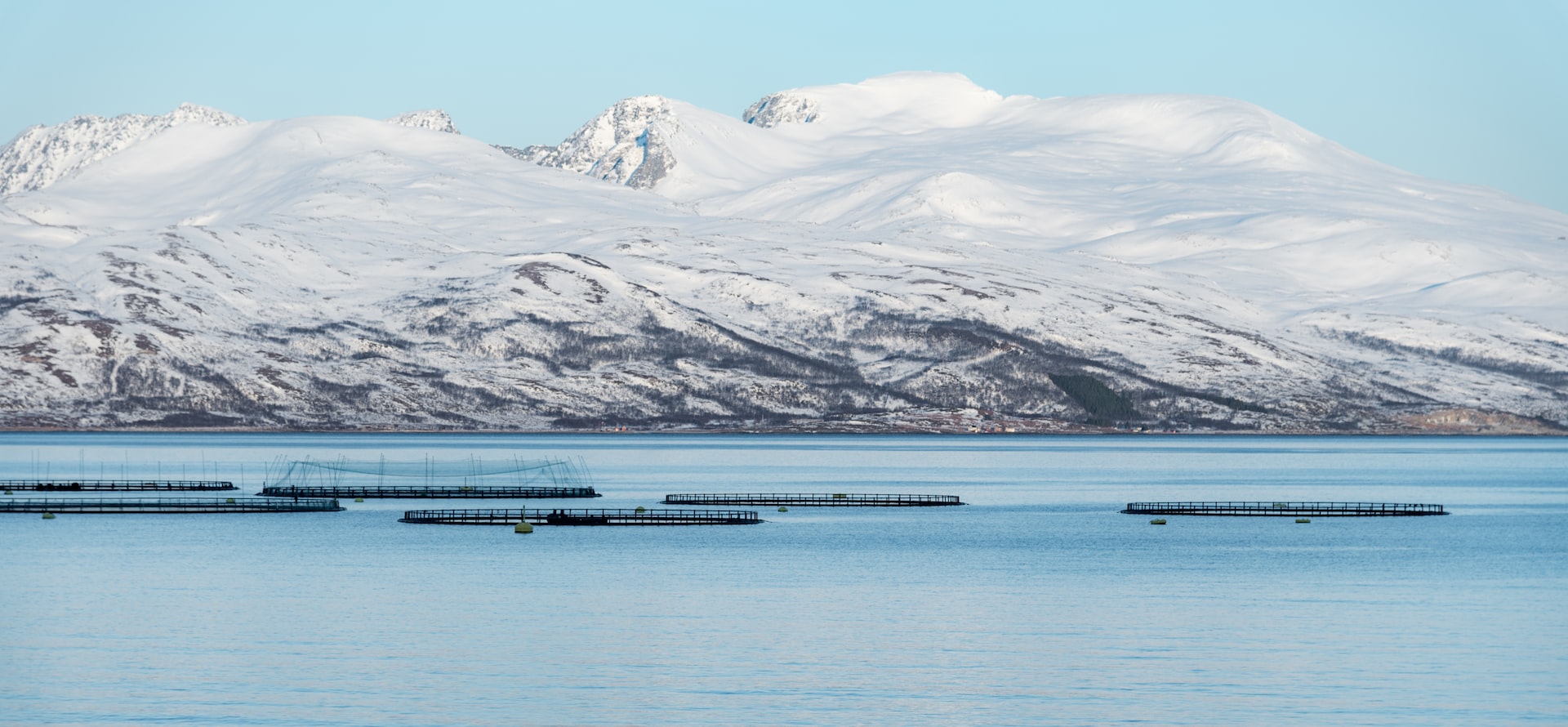 В Исландии требуют не разводить лосося в садках и ограничить иностранный капитал