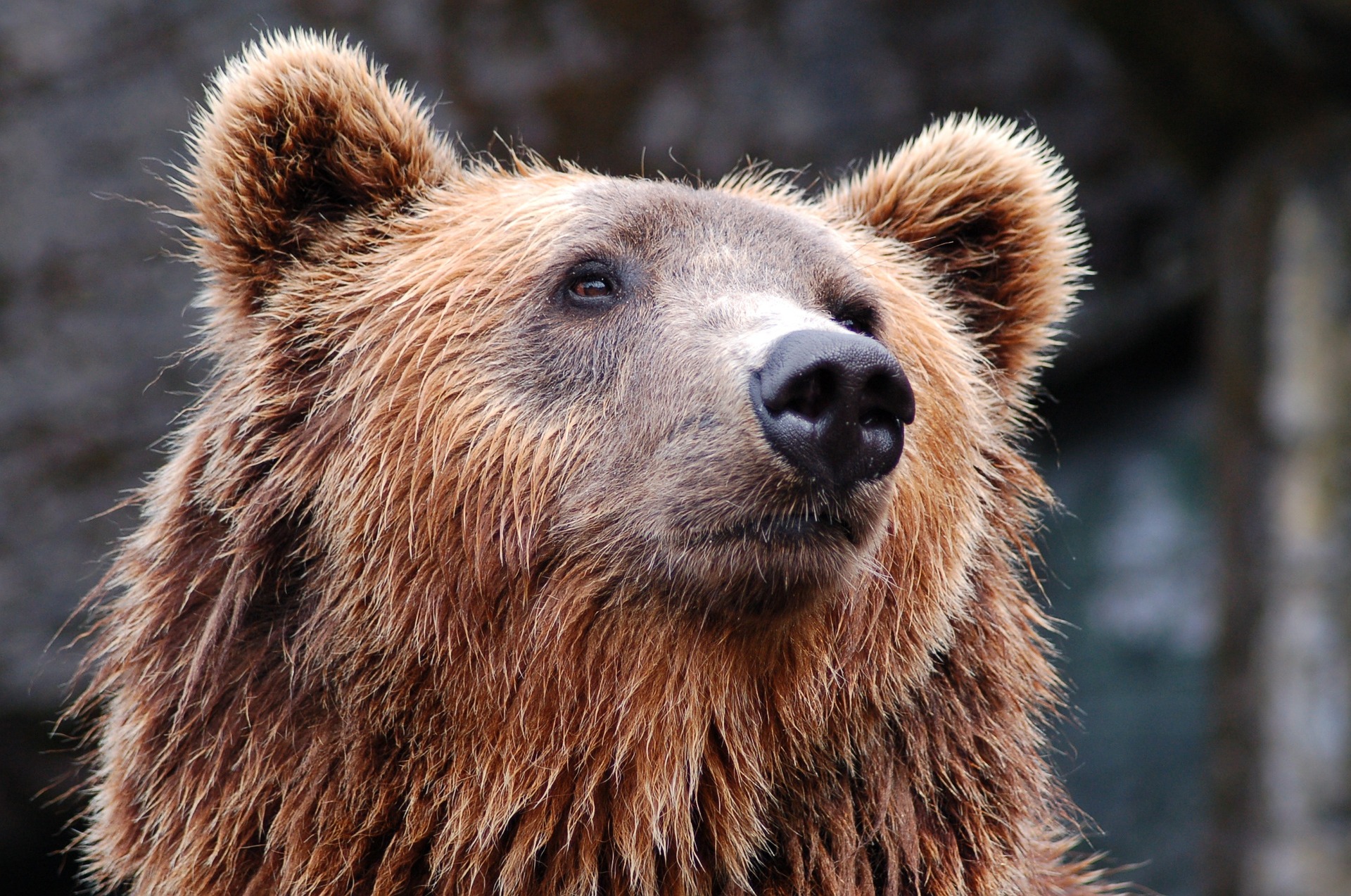 В Якутии медведи были замечены у детского лагеря