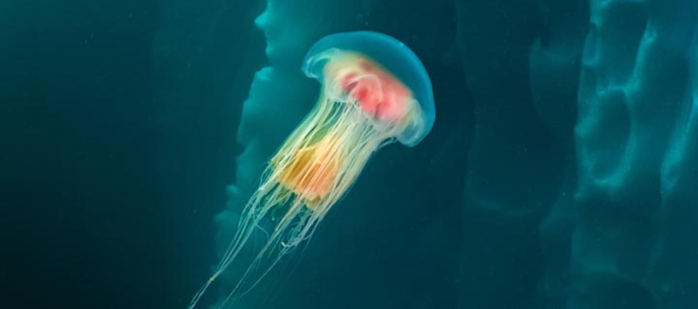 Объявлены победители конкурса экологической фотографии Environmental Photographer Award 2025 Княжества Монако
