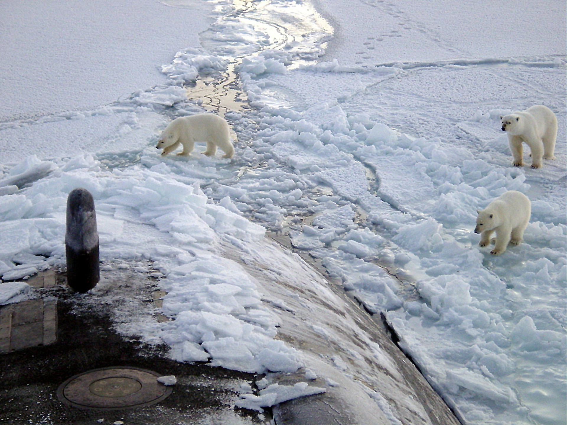 Арктика сегодня: день науки