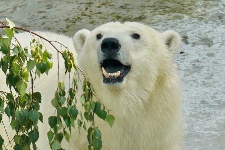 Перевезенной из Якутии в Москву медведице дали имя Томпа