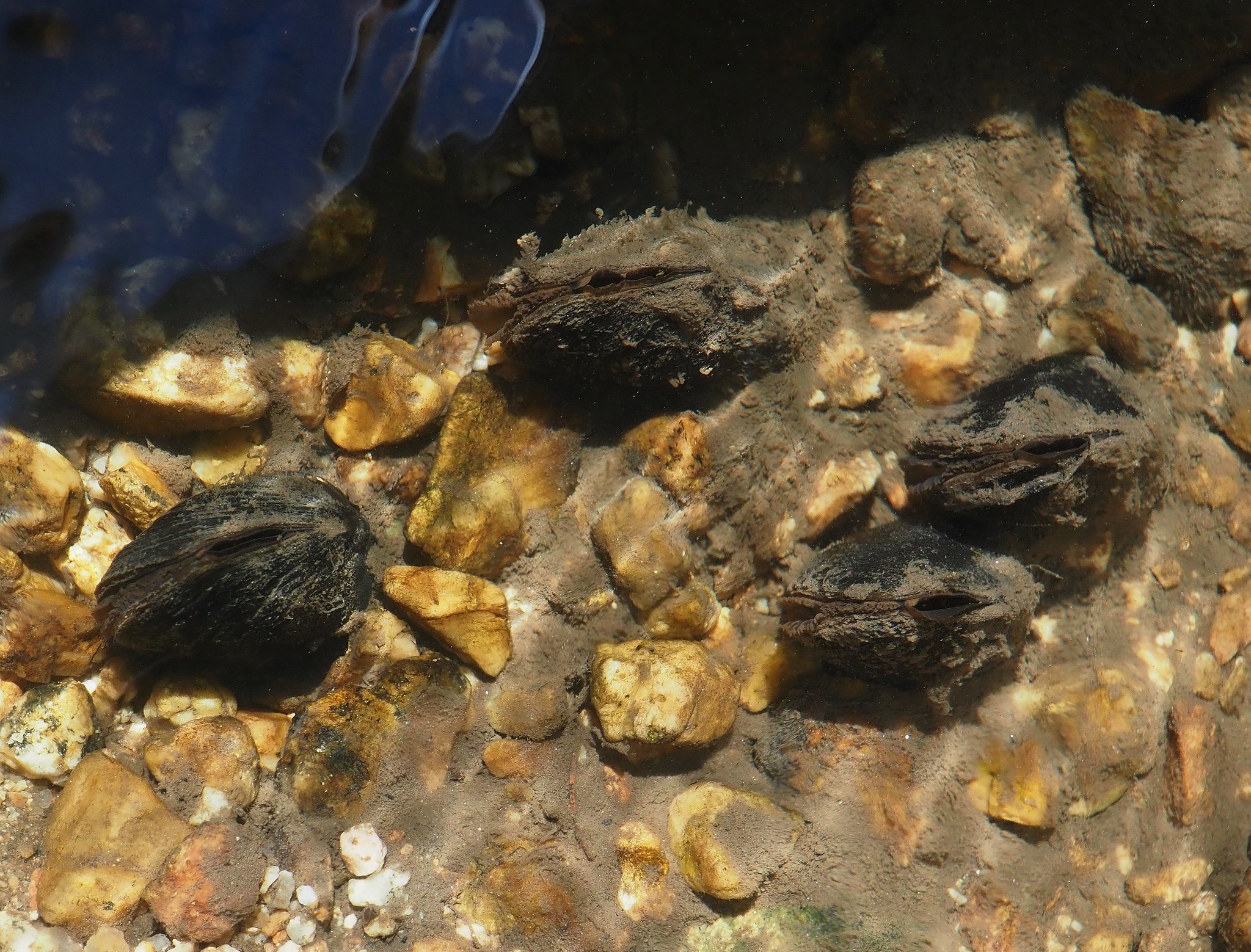 В субарктической Финляндии нашли крупные экземпляры исчезающего моллюска