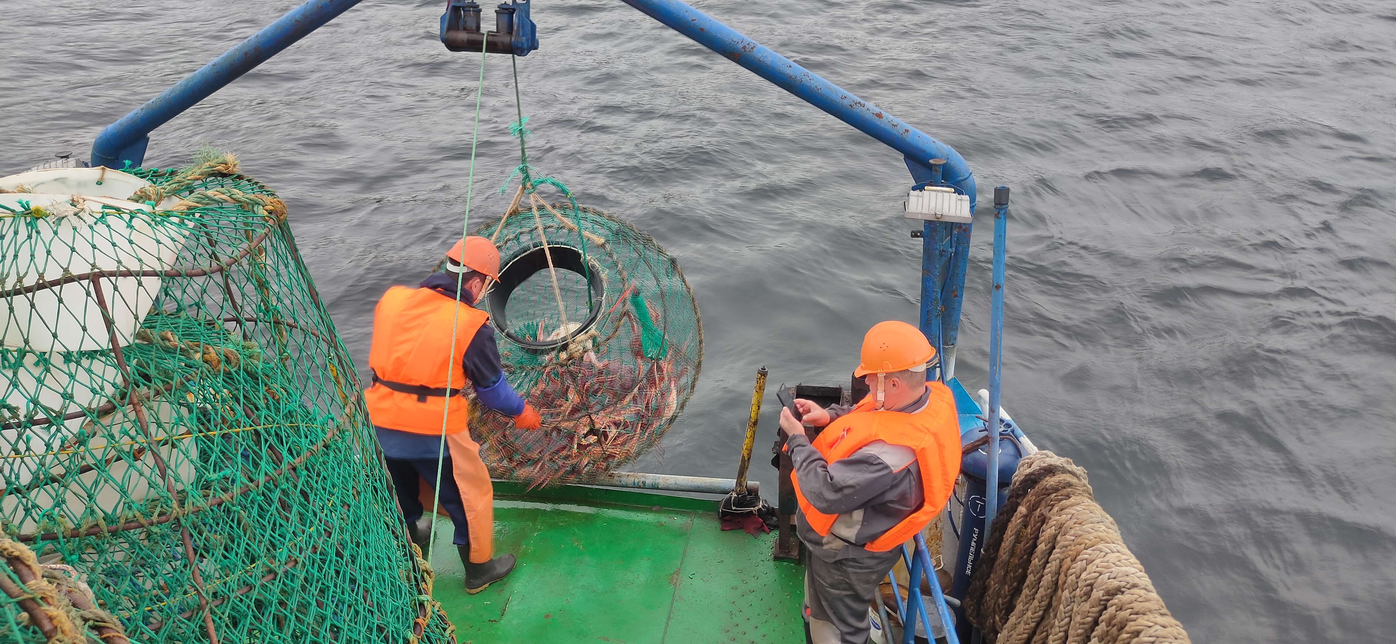 Ихтиологи отправились изучать краба и тюленей в Карском море