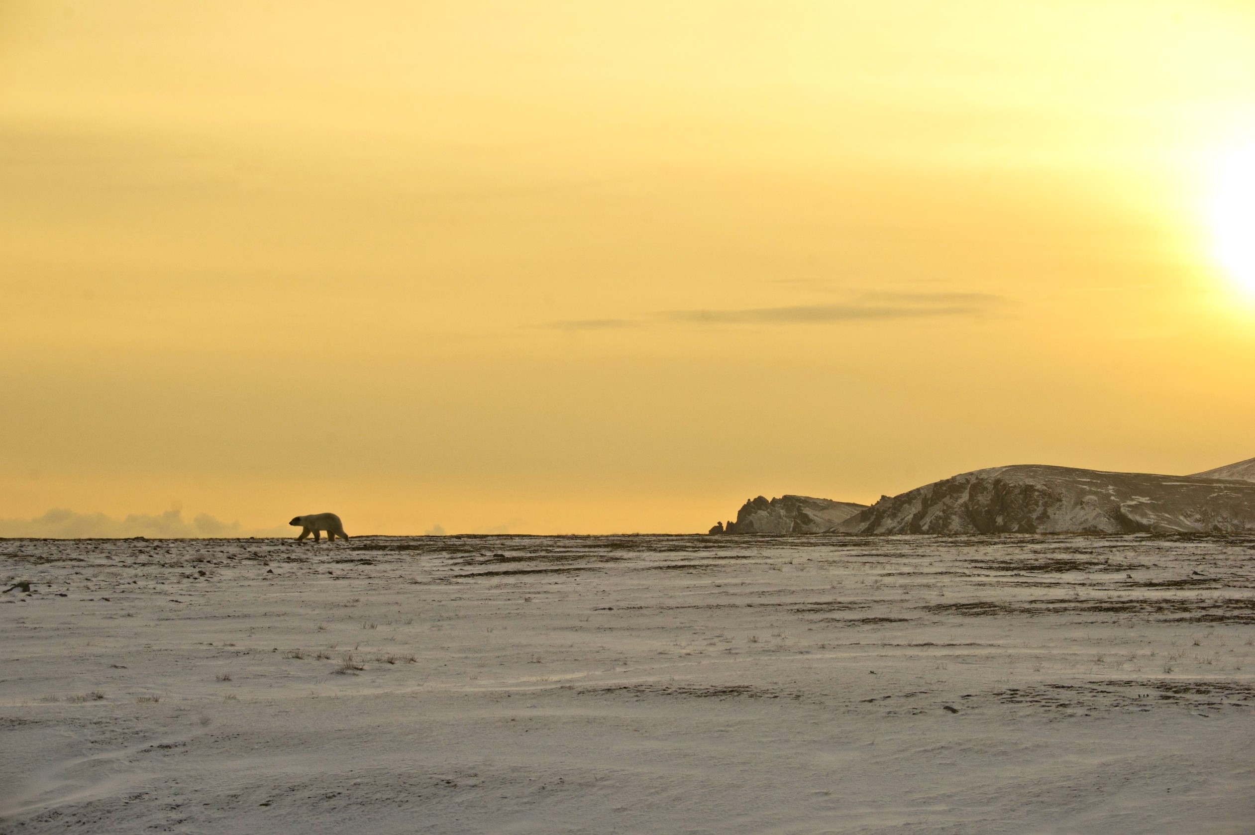Рассылка «ПОРА в Арктику! GoArctic!» – выпуск от 1 марта 2025 года Рассылка «ПОРА в Арктику! GoArctic!» – выпуск от 1 марта 2025 года