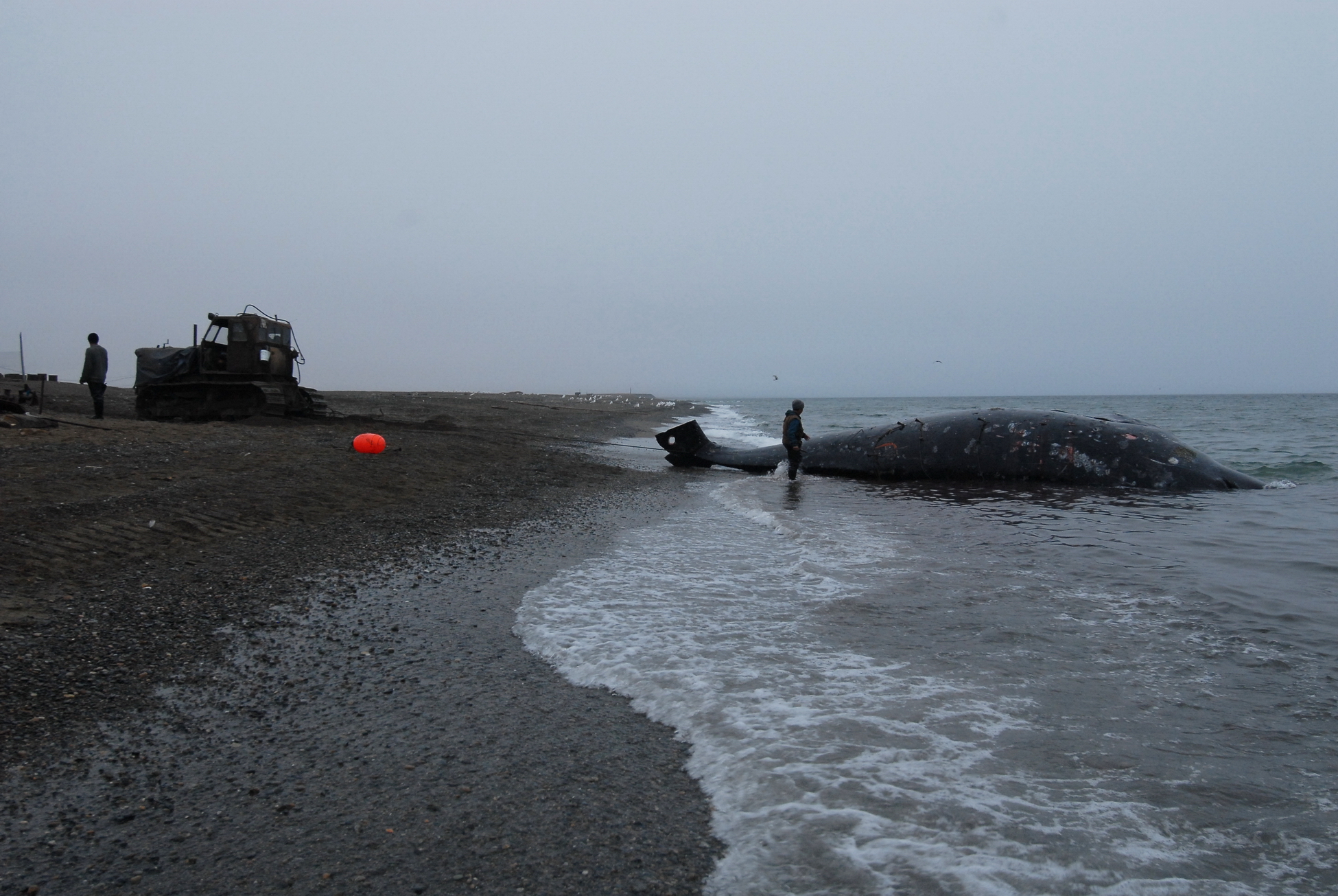 Морские охотники Нунавута с гордостью ведут добычу гренландских китов