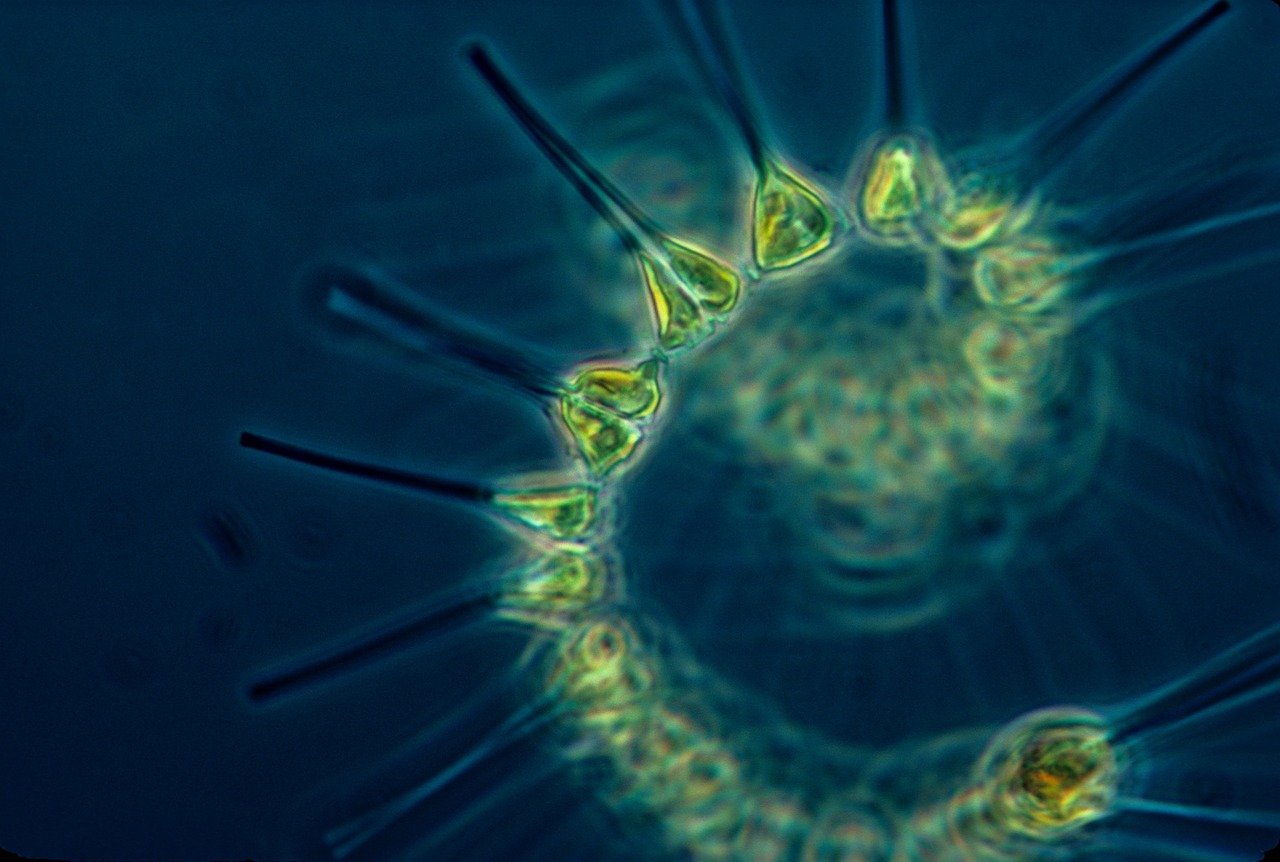 Японские исследователи обнаружили в Арктике фитопланктон, вырабатывающий компонент бензина