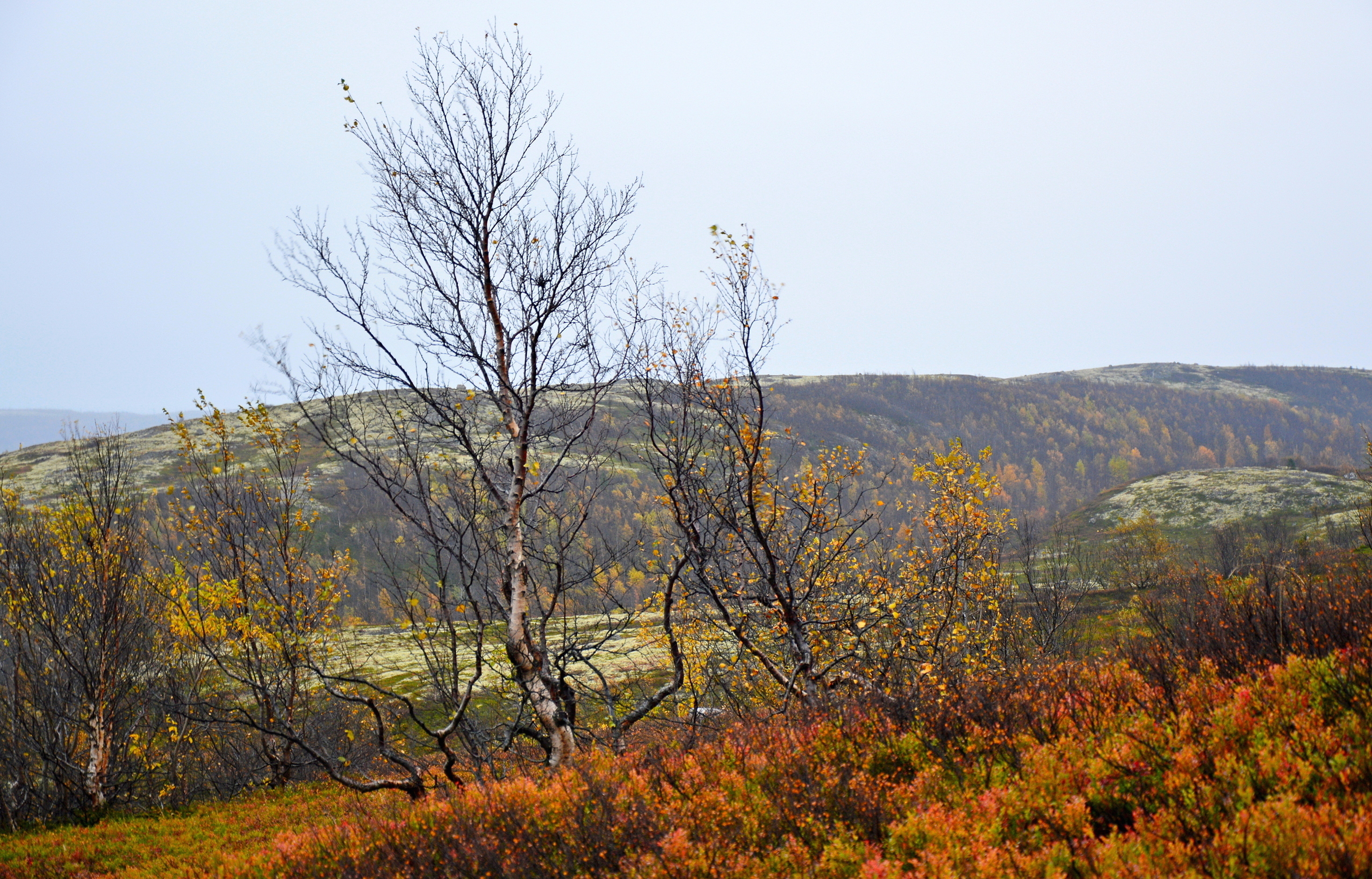 Листья деревьев в Лапландии изуродовал опасный грибок