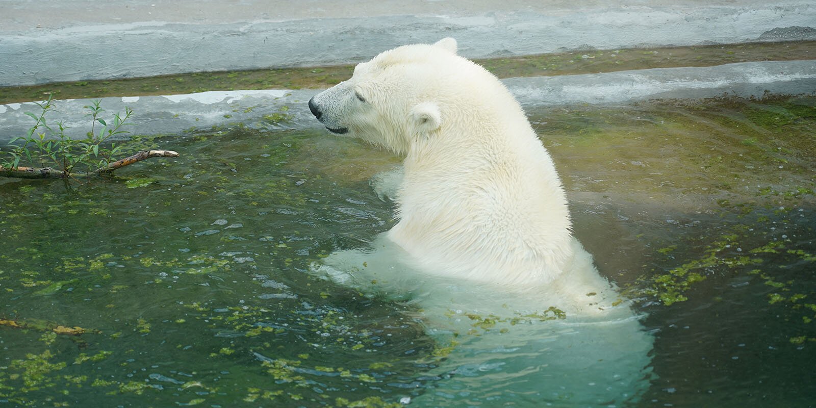 В Москве выбирают имя для якутской белой медведицы