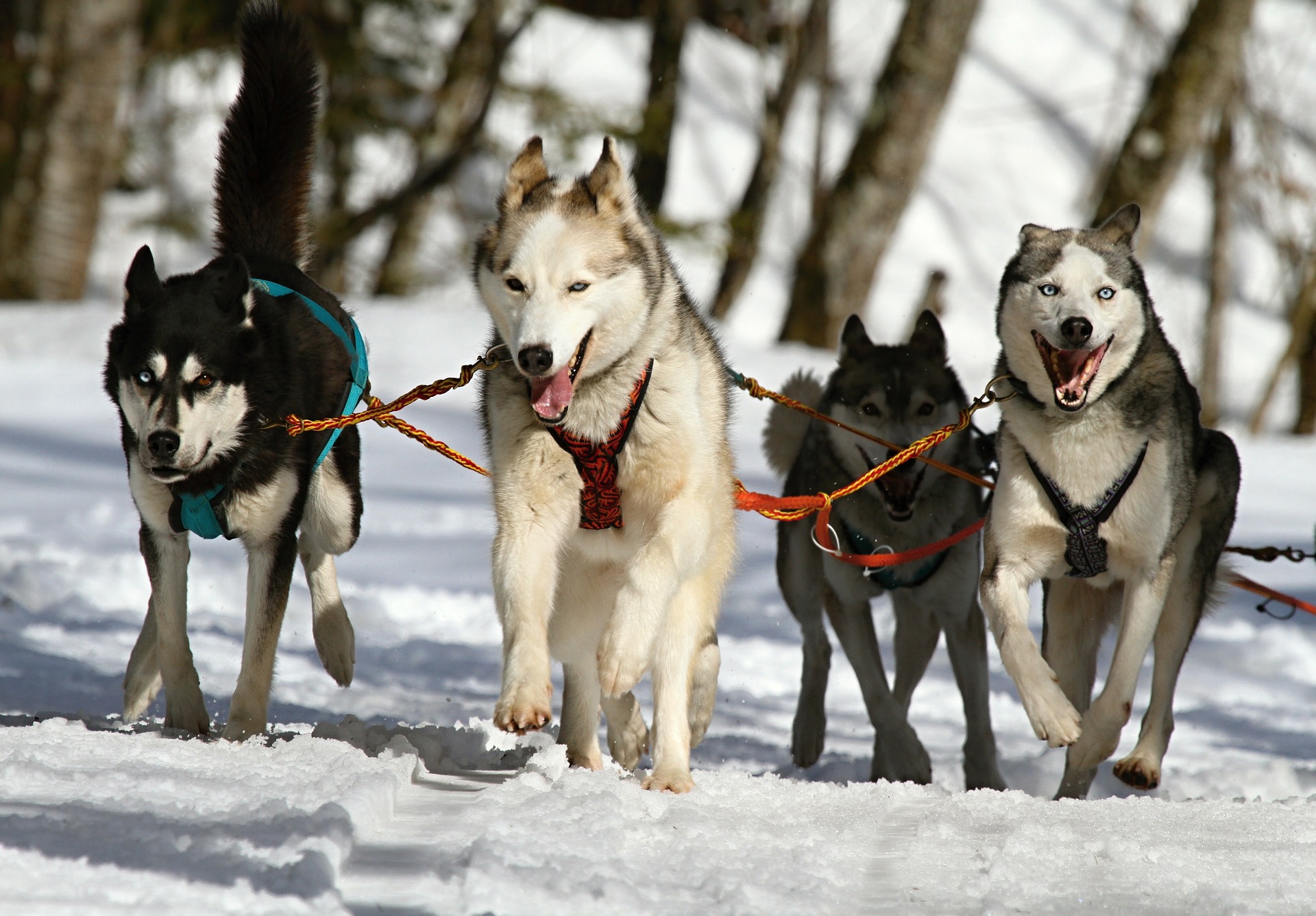 Гонка на собачьих упряжках стартует на Аляске