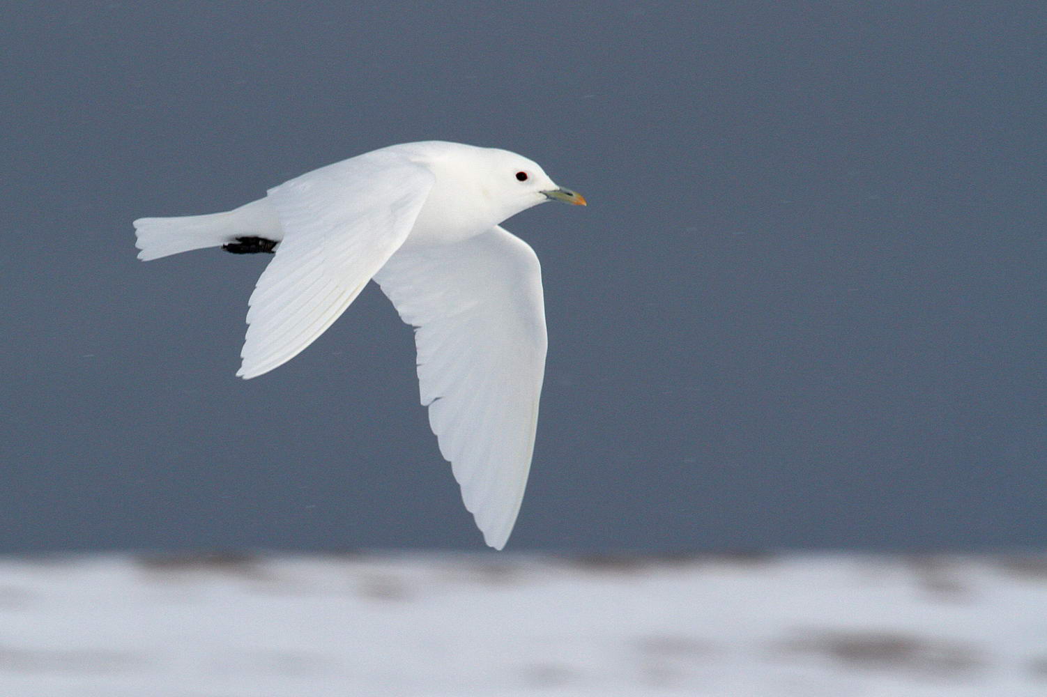 В Карском море началась экспедиция по изучению белой чайки