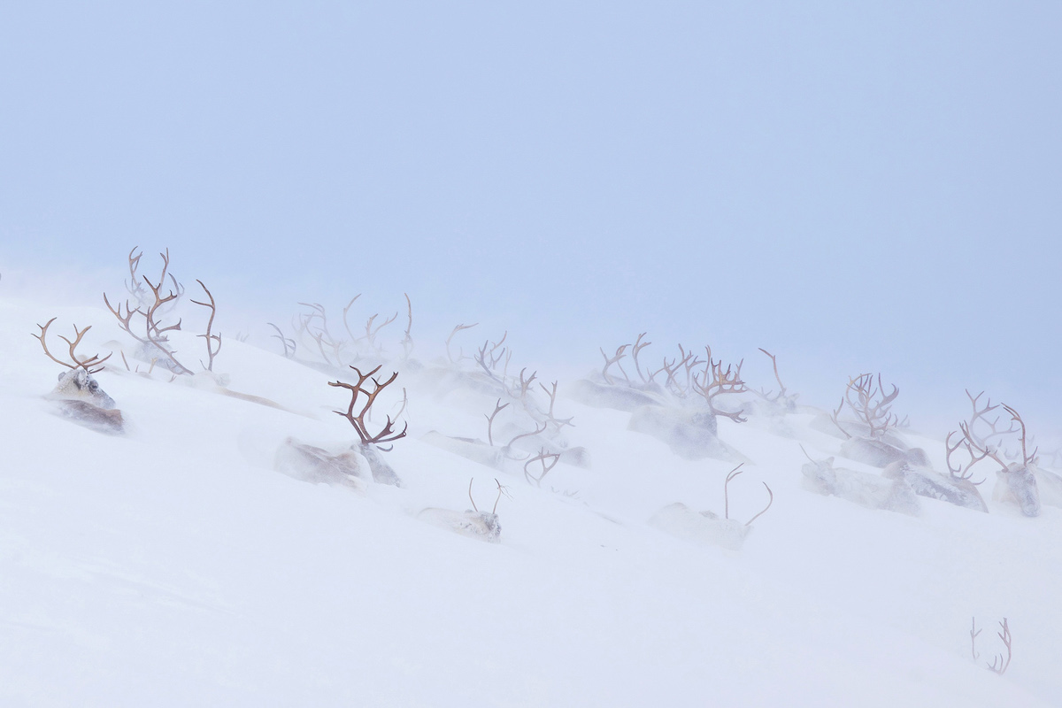 Лучшие снежные пейзажи и ледяные образы мира – на конкурсе Natural Landscape Photography Awards