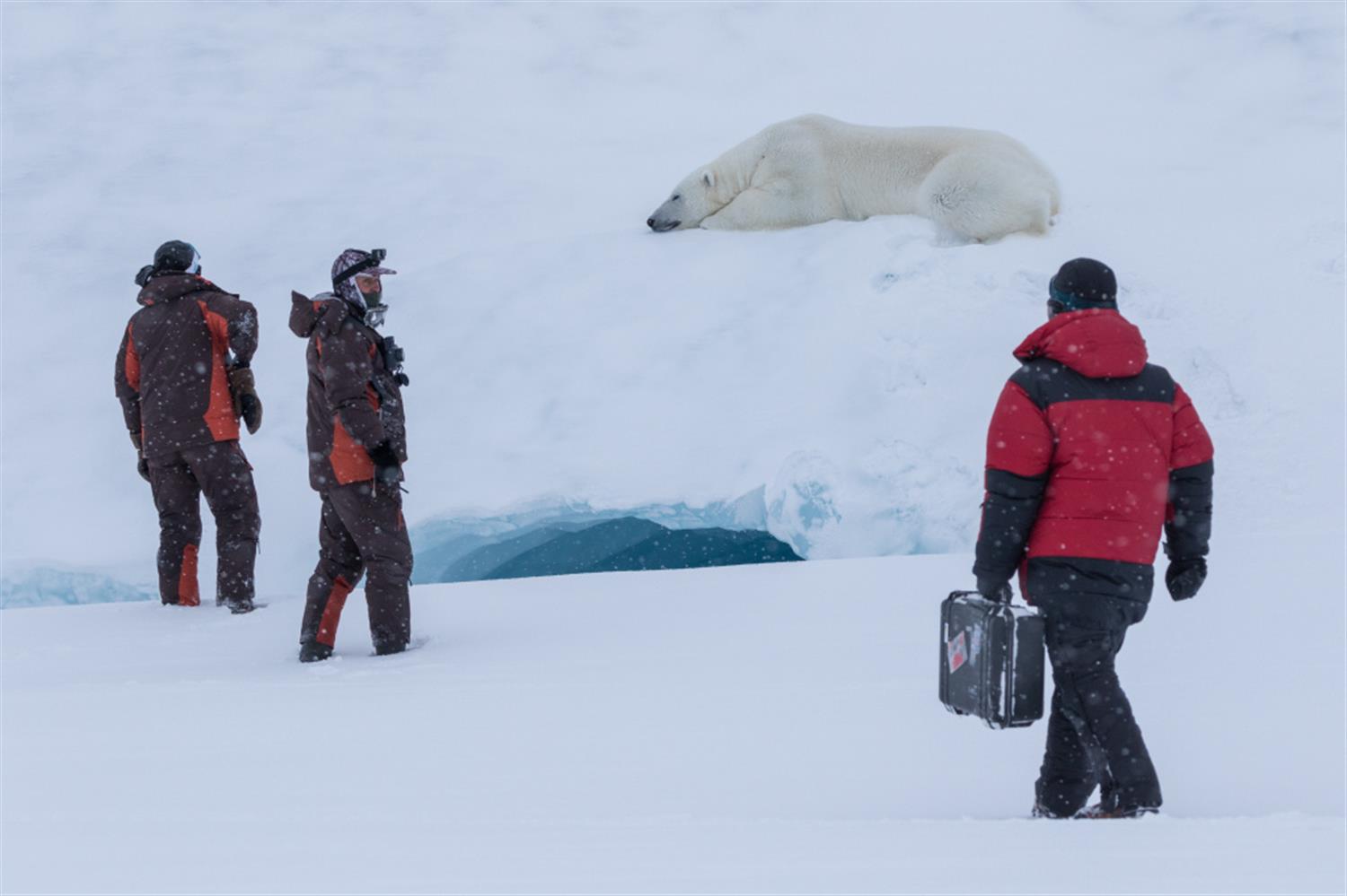 Документальный фильм «Я – белый медведь» участвует в конкурсе РГО «Хрустальный компас»