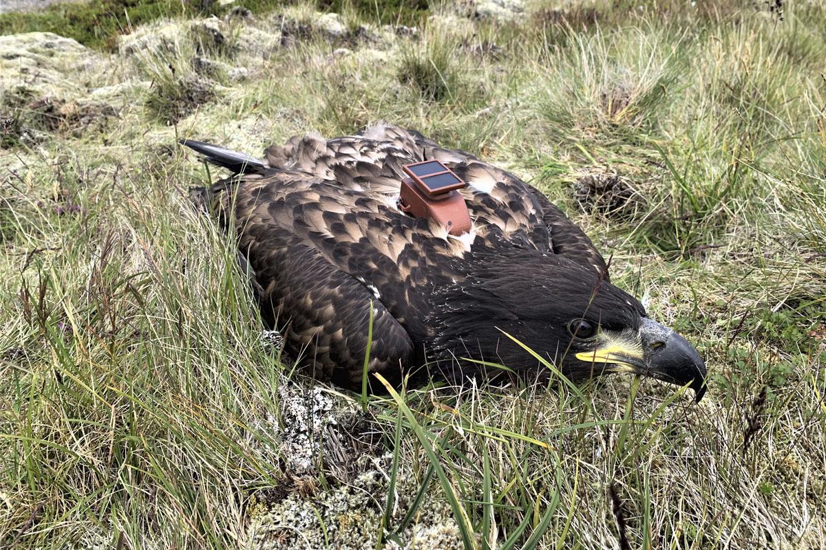 В Исландии выяснили смертность среди орланов-белохвостов
