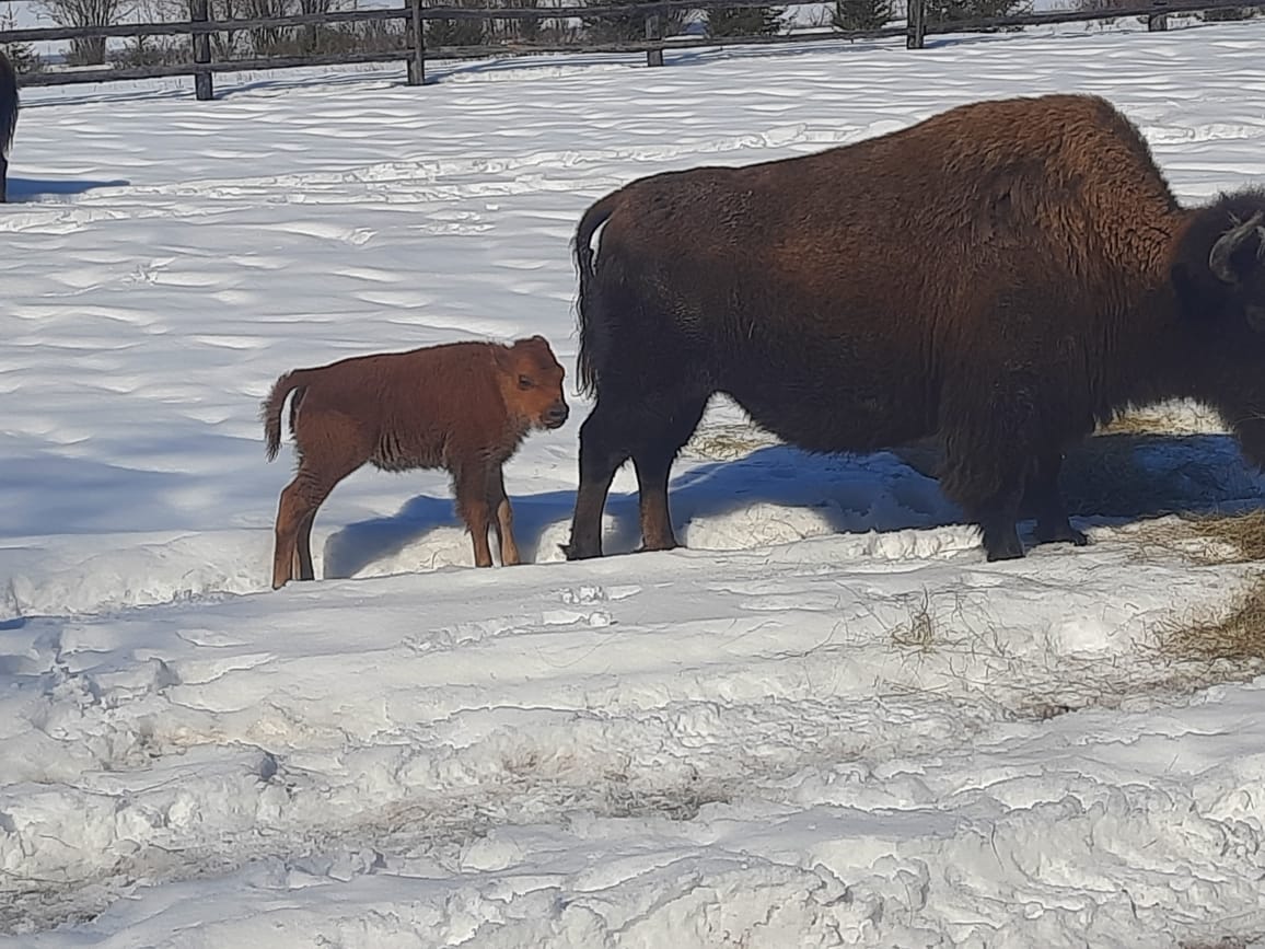Поголовье бизонов в Якутии начало прирастать телятами