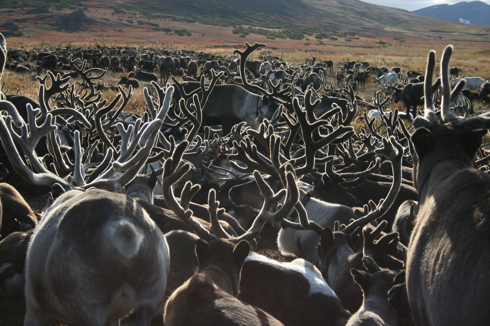 5000 диких оленей увели 1700 домашних из хозяйства в Усть-Бельской тундре на Чукотке