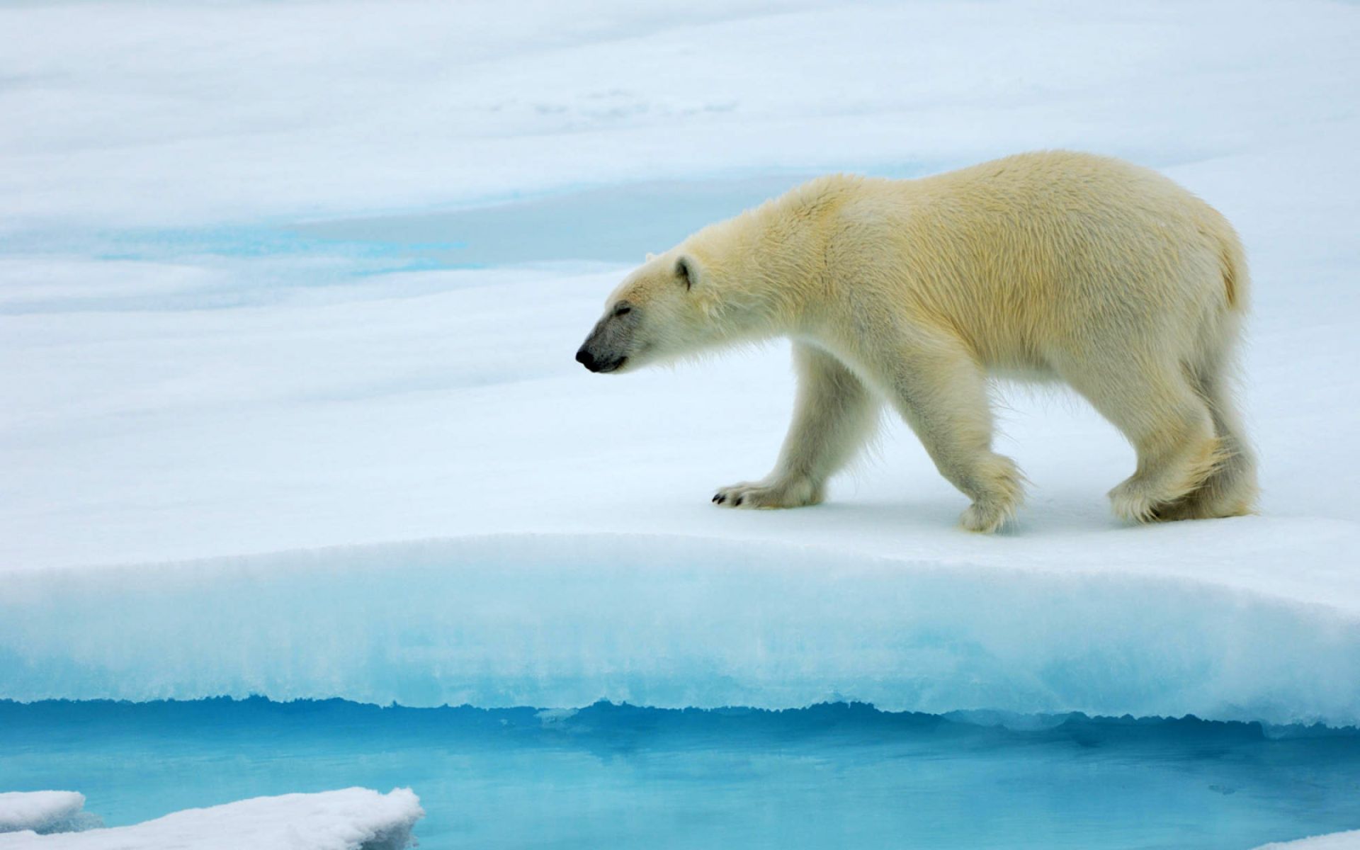 27 февраля – Международный день полярного медведя