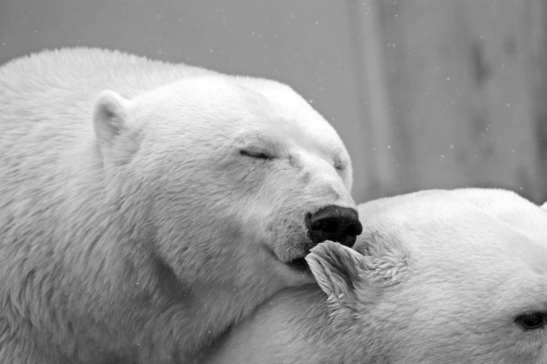 День полярного медведя в Московском зоопарке