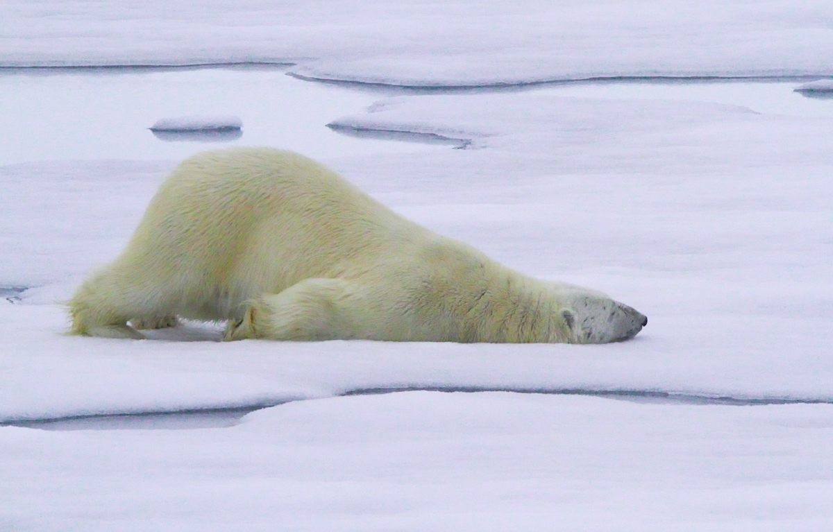 Белые медведи, их игрушки и радости – по рассказам сотрудника нацпарка «Берингия», который более 40 лет изучает животных на Чукотке