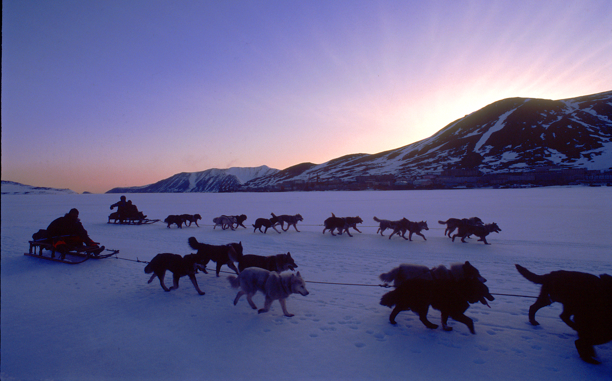 В традиционной гонке на собачьих упряжках «Надежда» на Чукотке участники должны пройти 626 километров