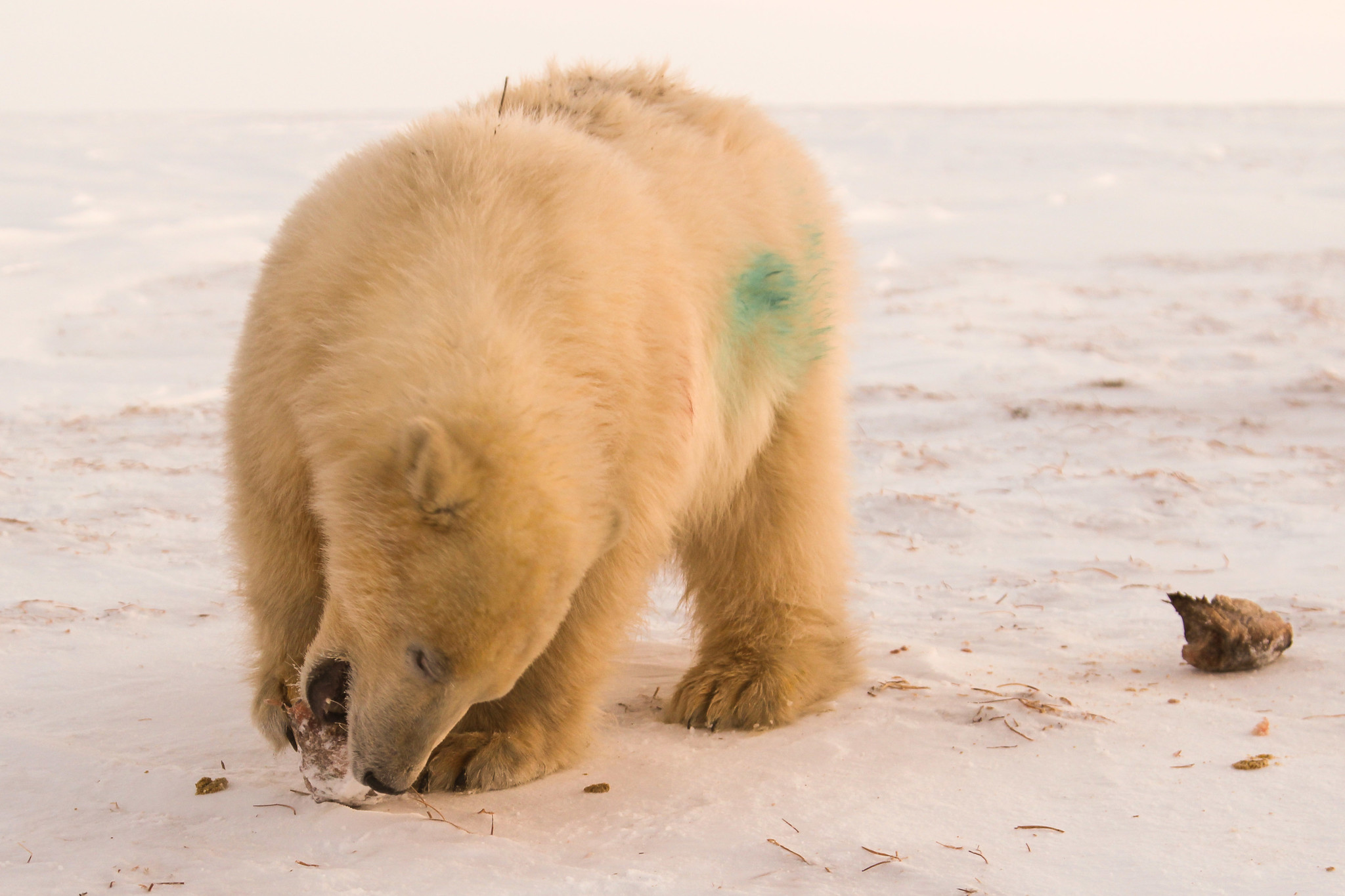 Ямальские медведи Хара и Савэй разыскивают, чем поживиться