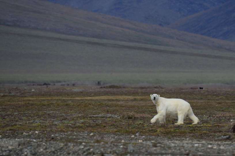 Посчитаны очередные белые медведи: теперь на острове Врангеля. Их там 271