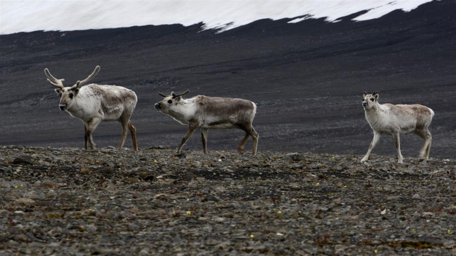 Ученые предполагают, что дикие олени телятся на севере Новой Земли
