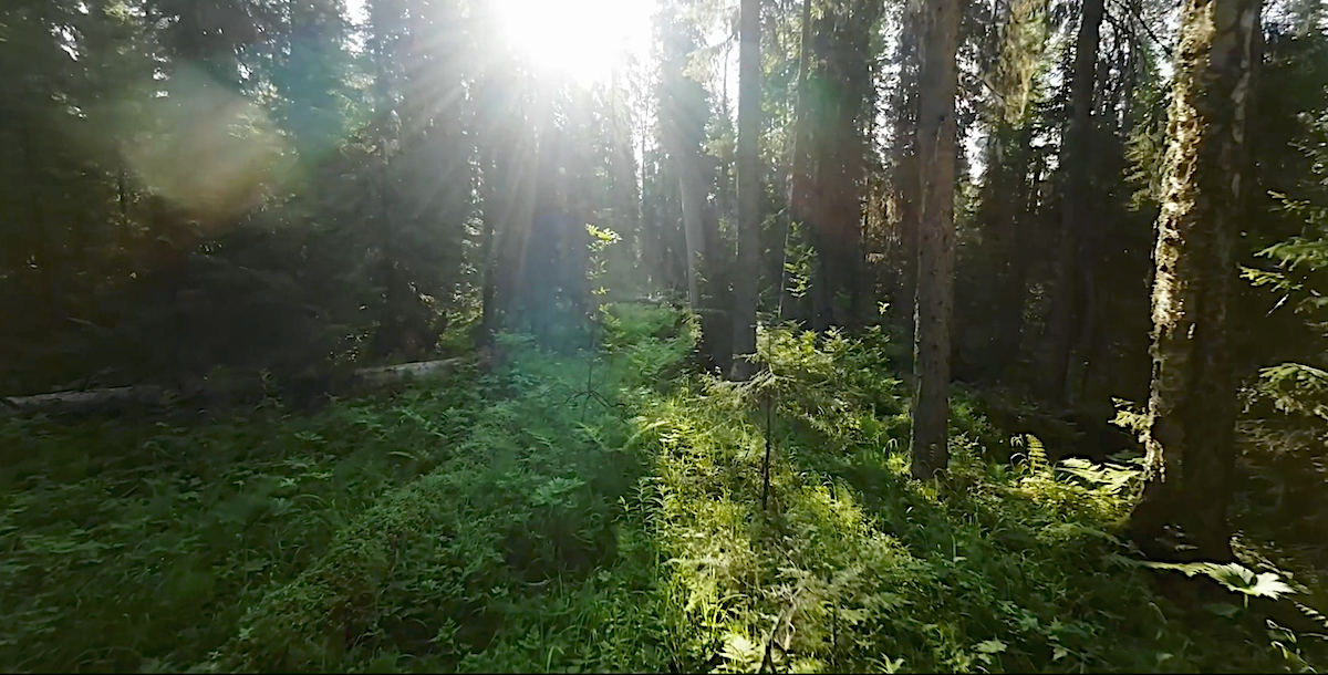 14 экспедиций, 4 года съёмок в первозданных лесах Коми и Урала – и фильм «Лес. Хранитель жизни» получил Гран-при фестиваля