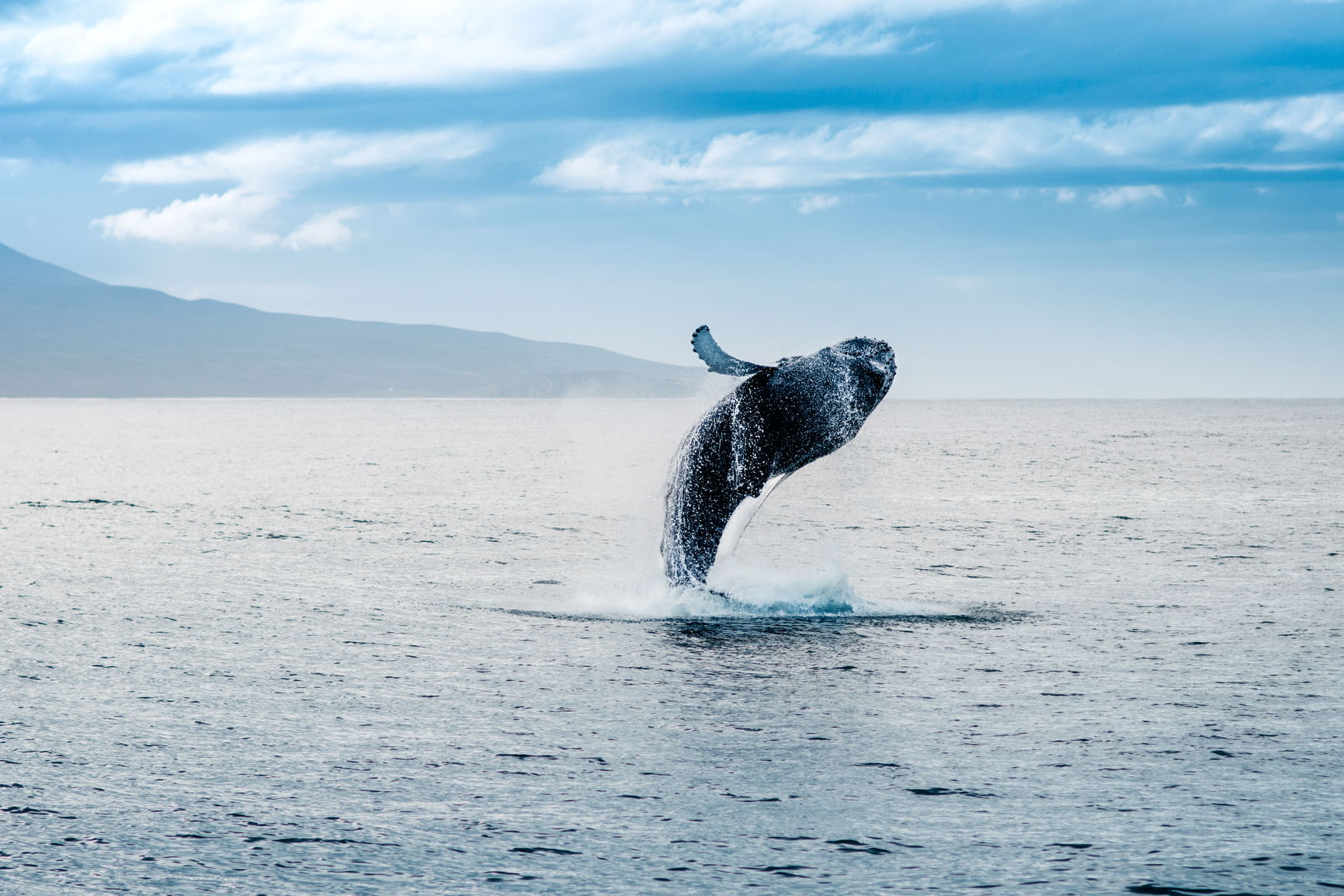 Популяция горбатых китов возрождается на Аляске