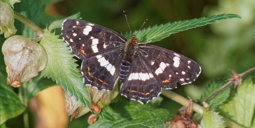 В Кандалакшском заповеднике Мурманской области впервые за лето встретили бабочку-пестрокрыльницу черного окраса