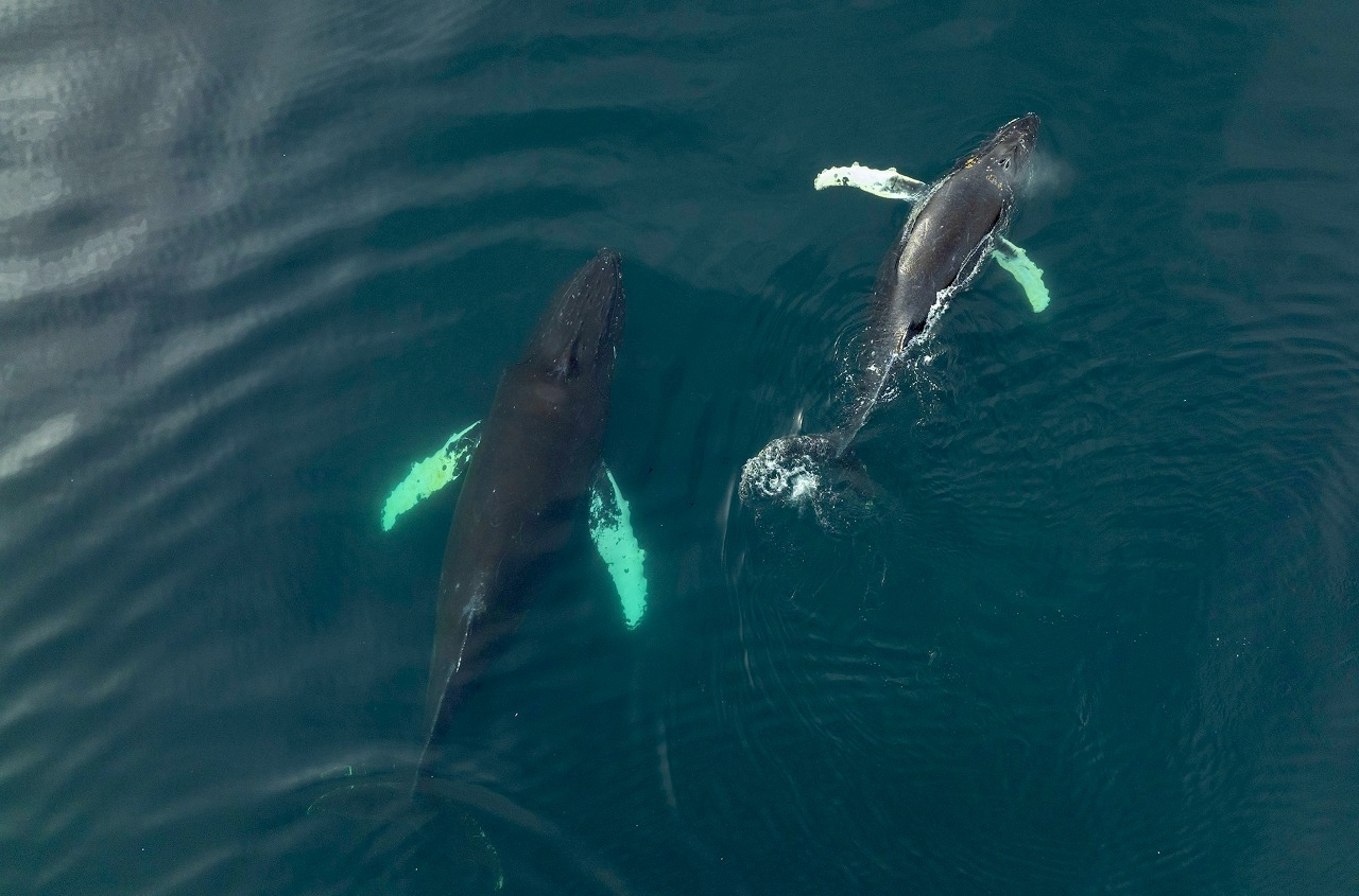 Кто обитает в морях Арктики и какими уникальными особенностями обладает – ко Всемирному дню защиты морских млекопитающих