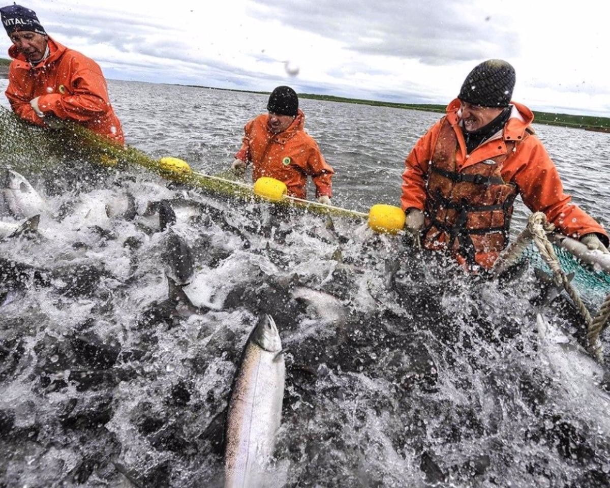 Промысловый лов рыбы. Промышленный лов рыбы Камчатка. Добыча лосося на Камчатке. Рыболовство на Дальнем востоке. Рыбаки на промысле.
