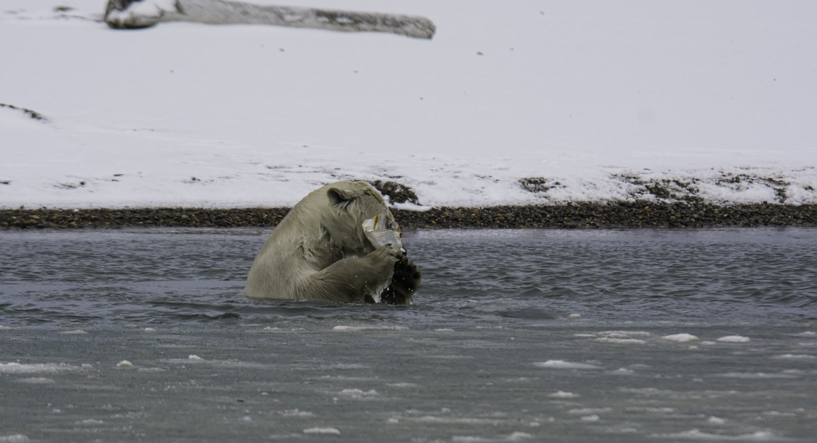 Чистая Арктика «Большого океана»: проблемы загрязнения водной среды обсудили в Москве