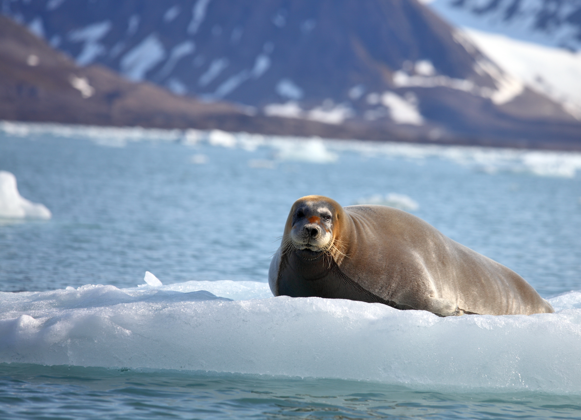 Арктика сегодня: экспедиция на Таймыр, международное партнёрство и мурманские инвестиции