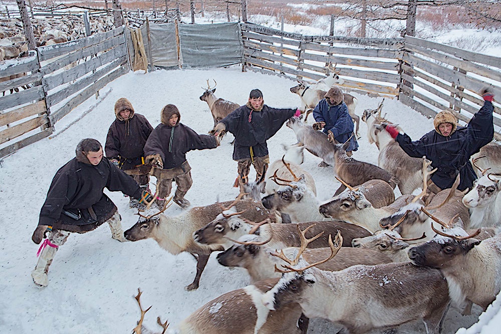 Стада пересчитаны и помечены: в тундре Якутии завершилась одна из двух главных оленеводческих эпопей – весенняя корализация