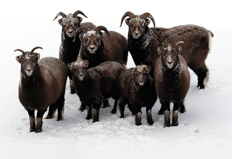 «Заповедники Таймыра» назвали 2024-й Годом путоранского снежного барана – эти животные особо нуждаются в охране