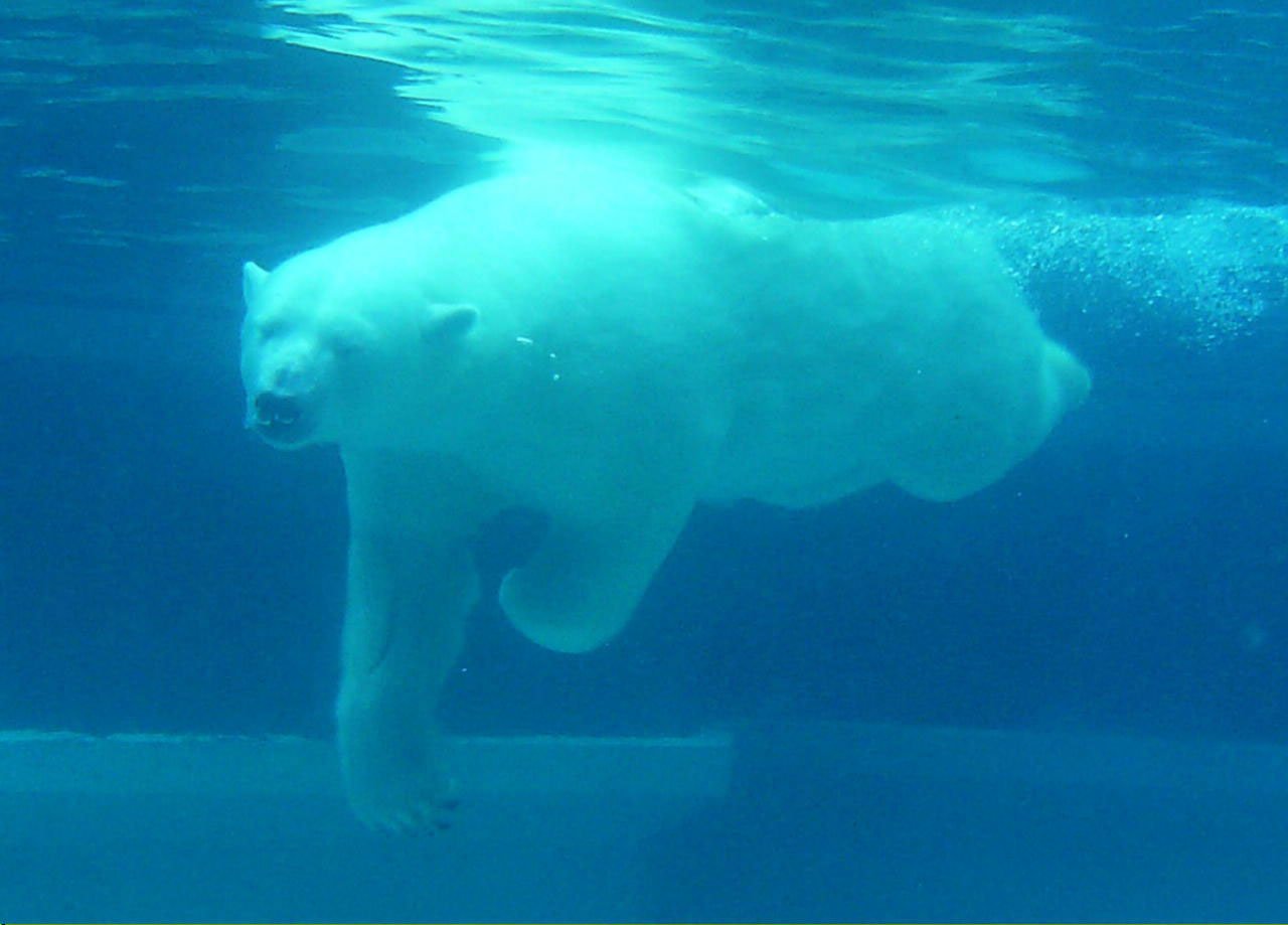 Животный и растительный мир Арктики и Антарктики. Белый медведь и другие животные тундры