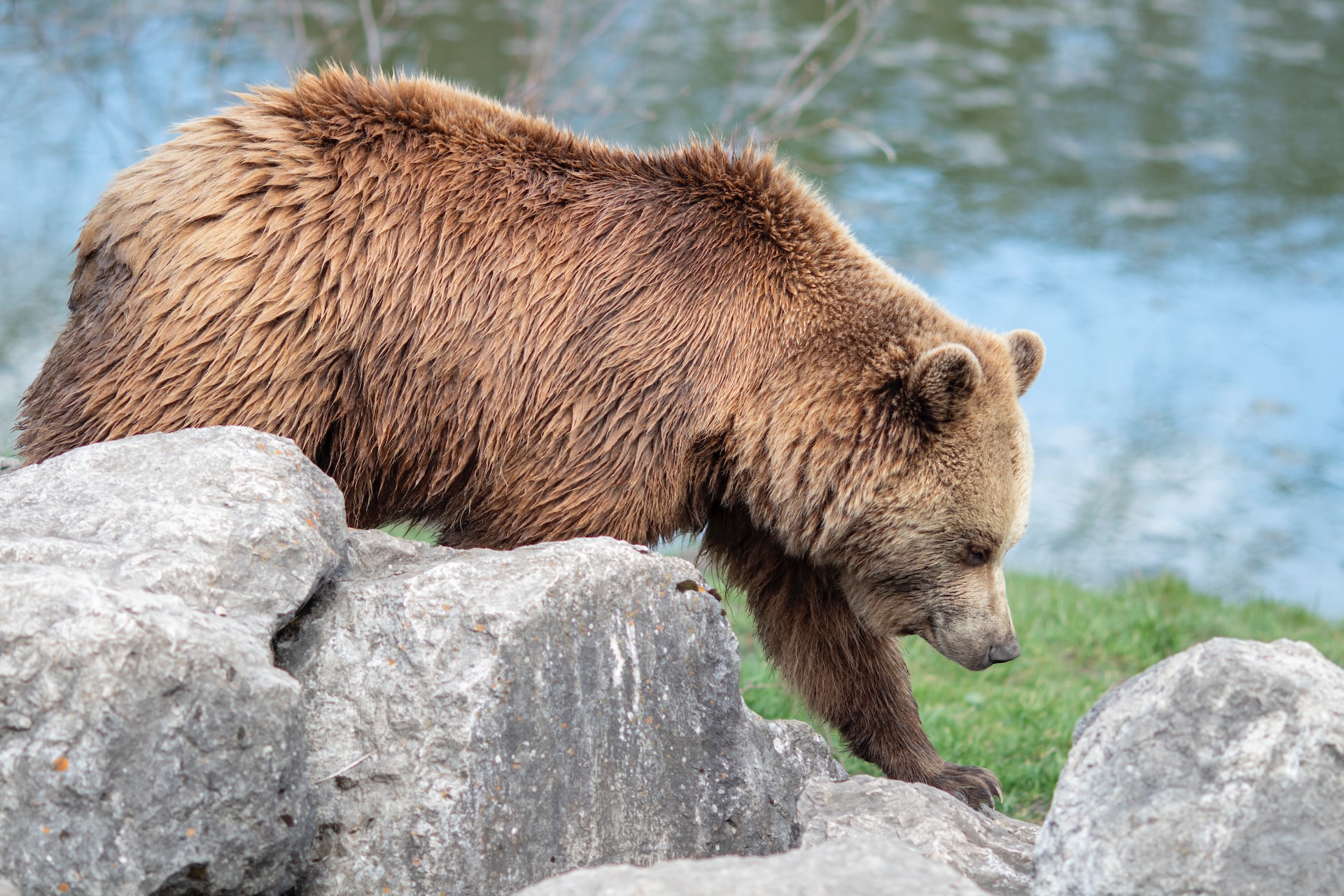 На Юконе наказали бизнесменов, накормивших растительным маслом медведей