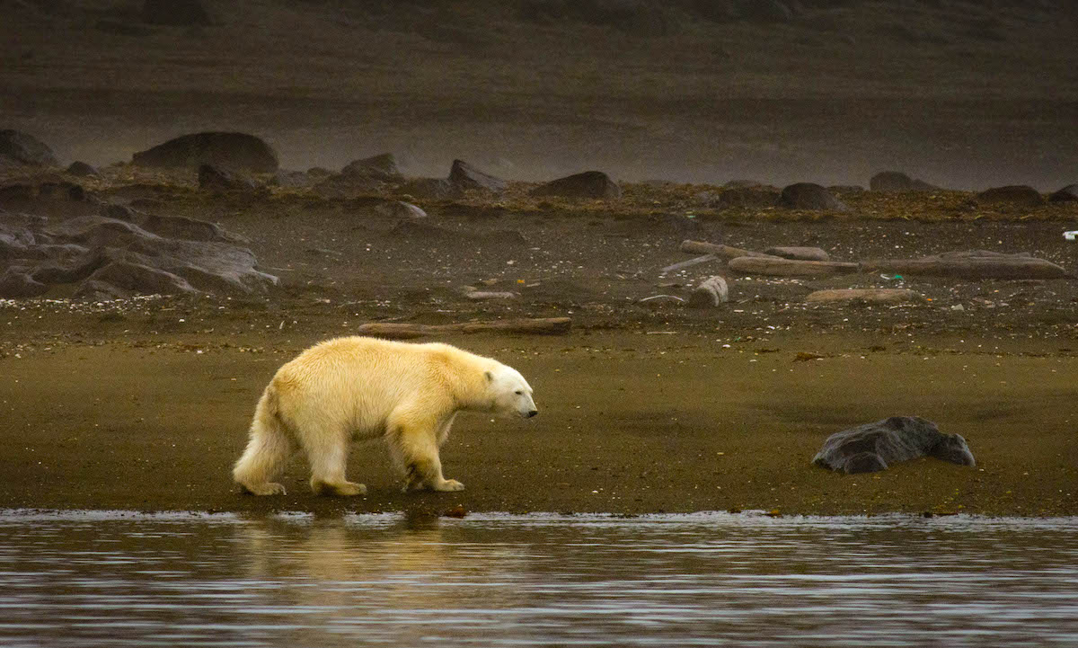 «Чистая Арктика» развивает сеть «Медвежьих патрулей», разработала чат-бот для оповещения и испытала «тревожный чемоданчик» в НАО