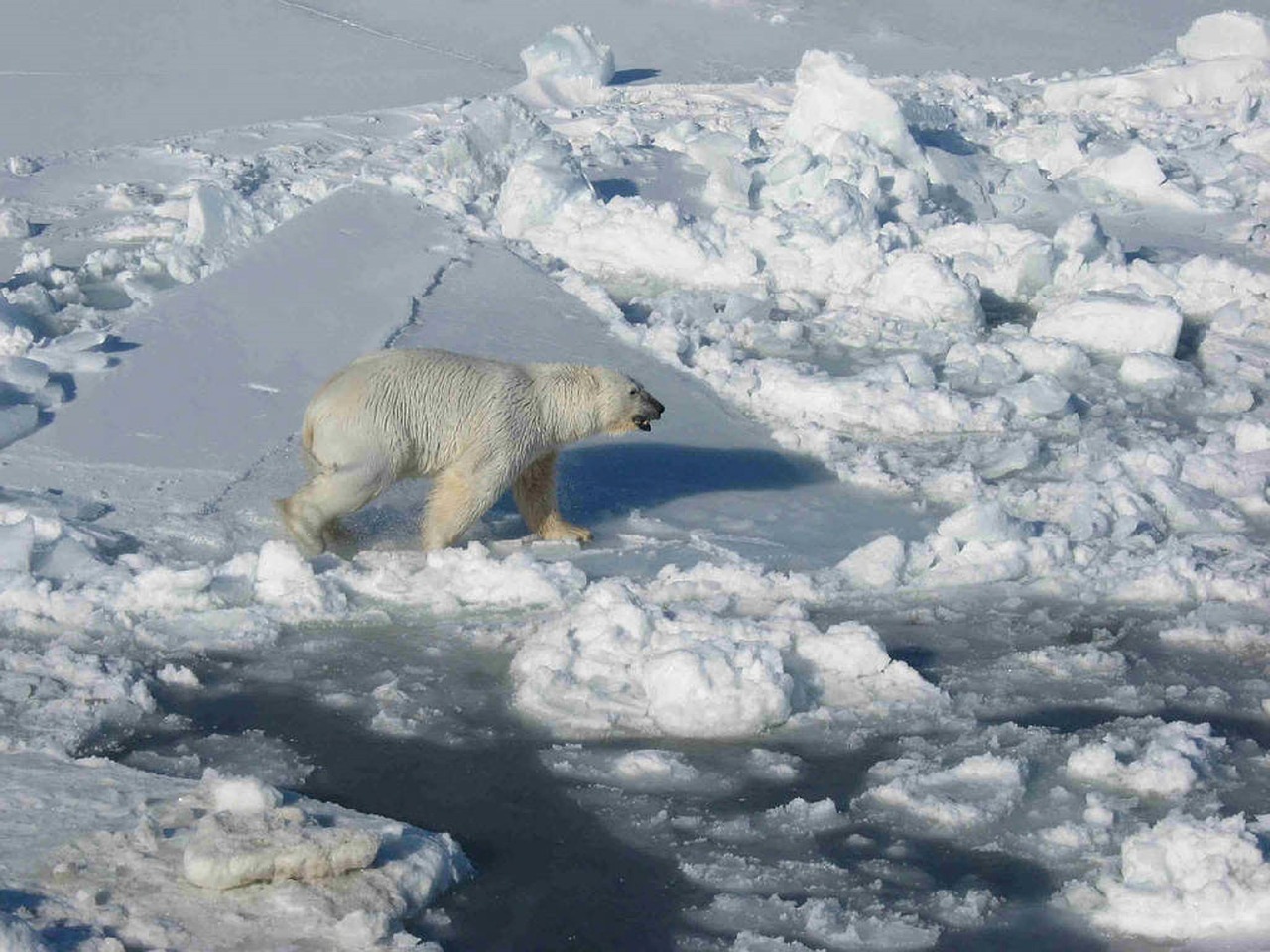 Арктика сегодня: региональная дипломатия, ледоколы и плавучие станции