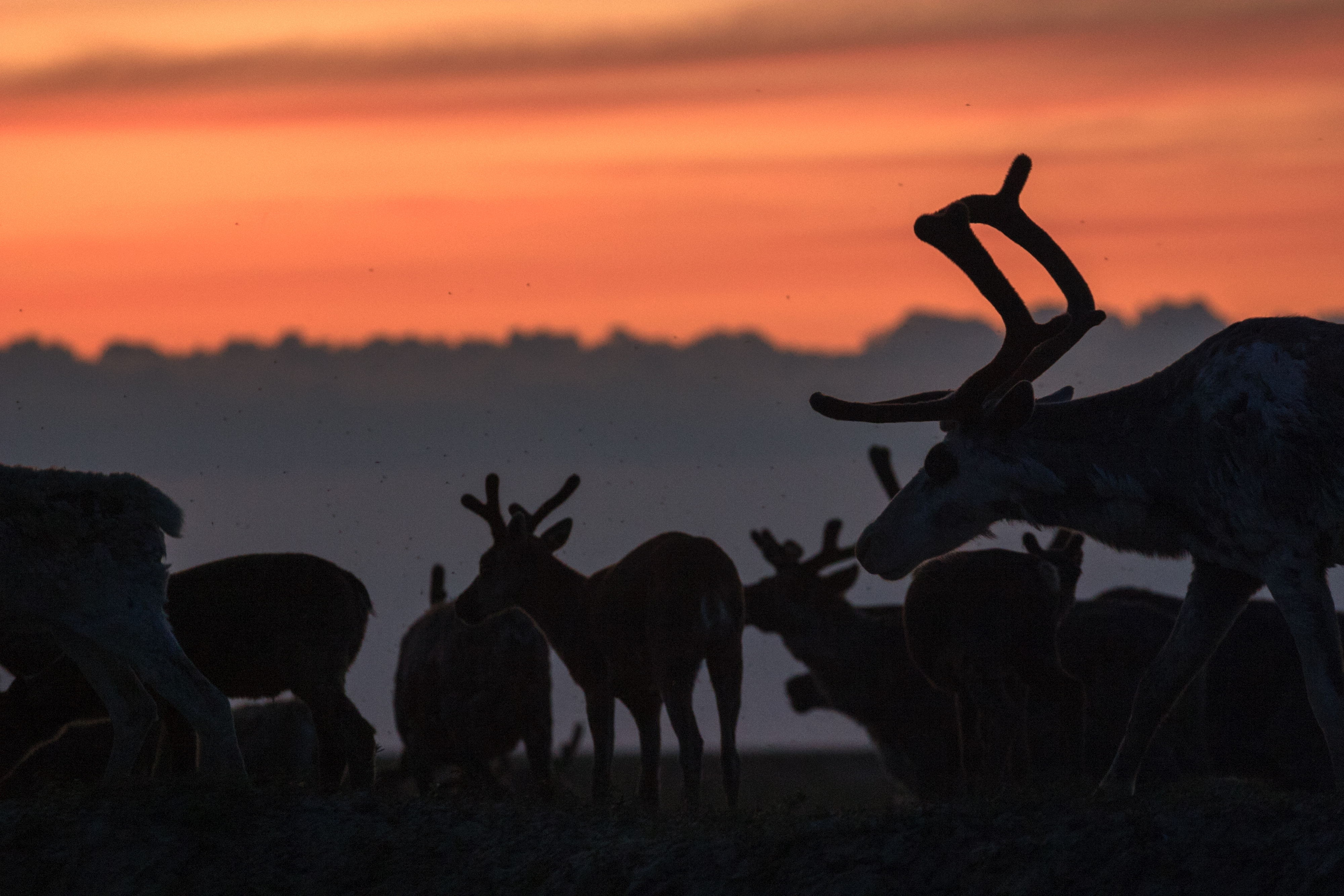 На Ямале увеличилась численность ключевых охотничьих видов животных и птиц