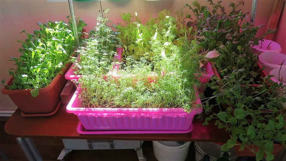 На полярной станции «Ледовая база Мыс Баранова» в середине зимы созрела зелень